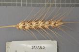 Click for 1 image(s) for this accession. Spike